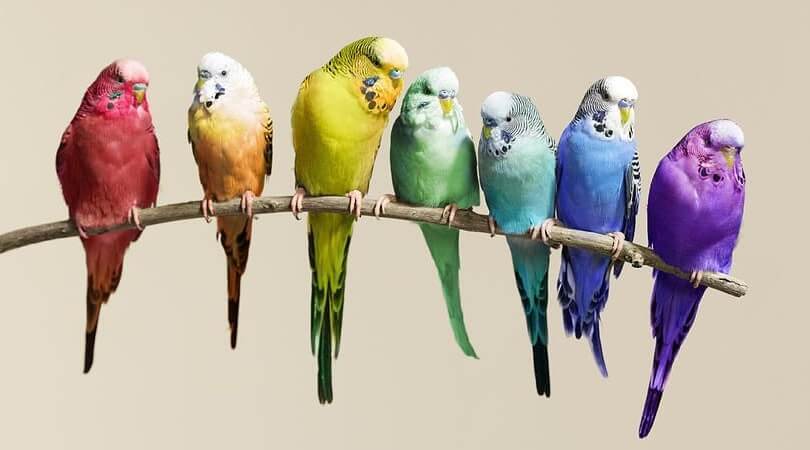 5 Adımda Muhabbet Kuşu Sahibine Nasıl Alışır?