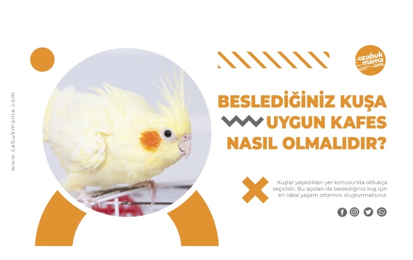 Beslediğiniz Kuşa En Uygun Kafes Nasıl Olmalıdır