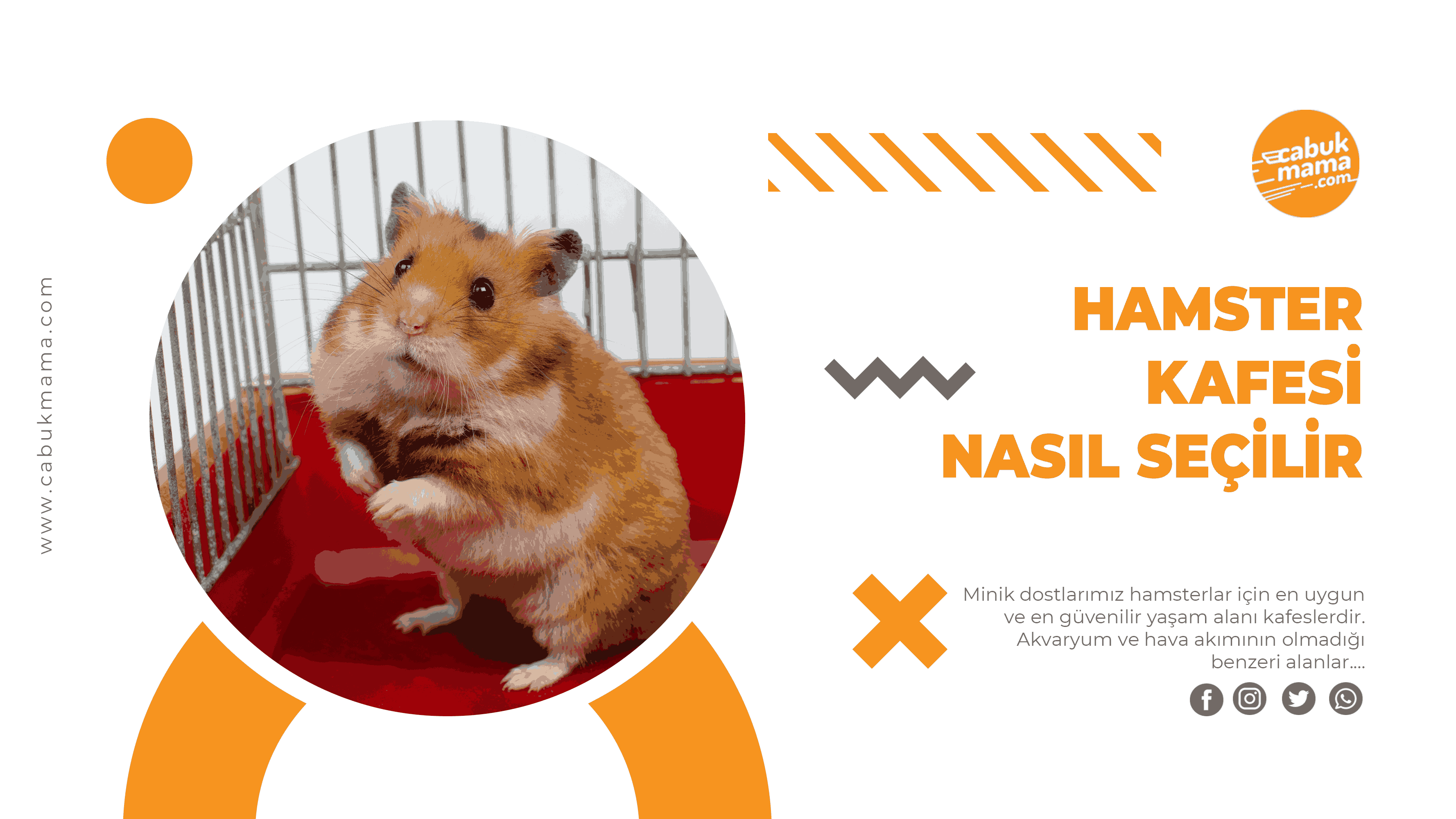 Hamster Kafesi Nasıl Olmalı?