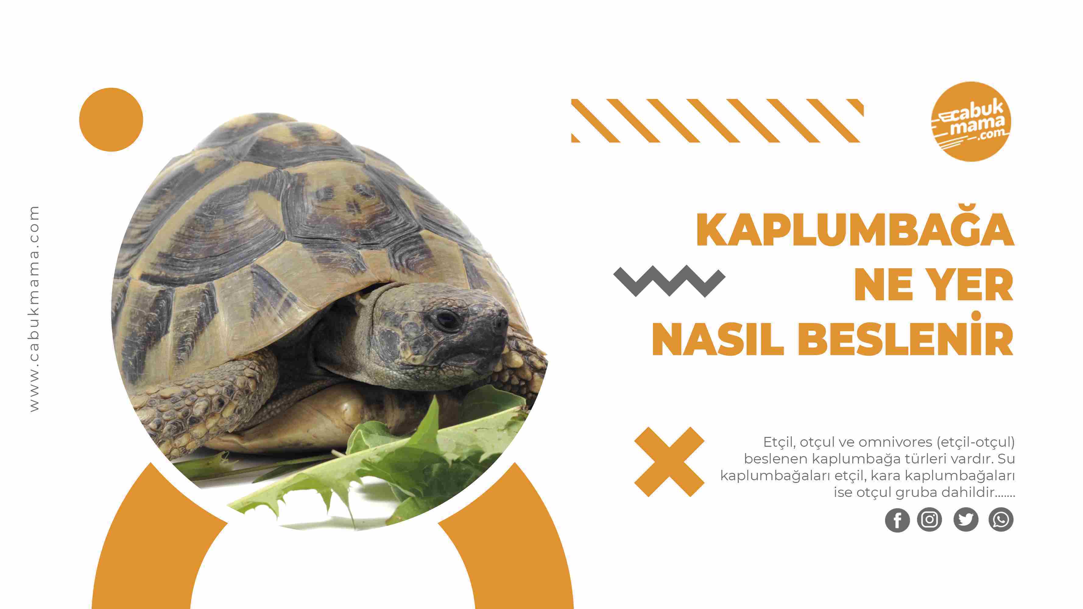 Kaplumbağa Ne Yer, Nasıl Beslenir?
