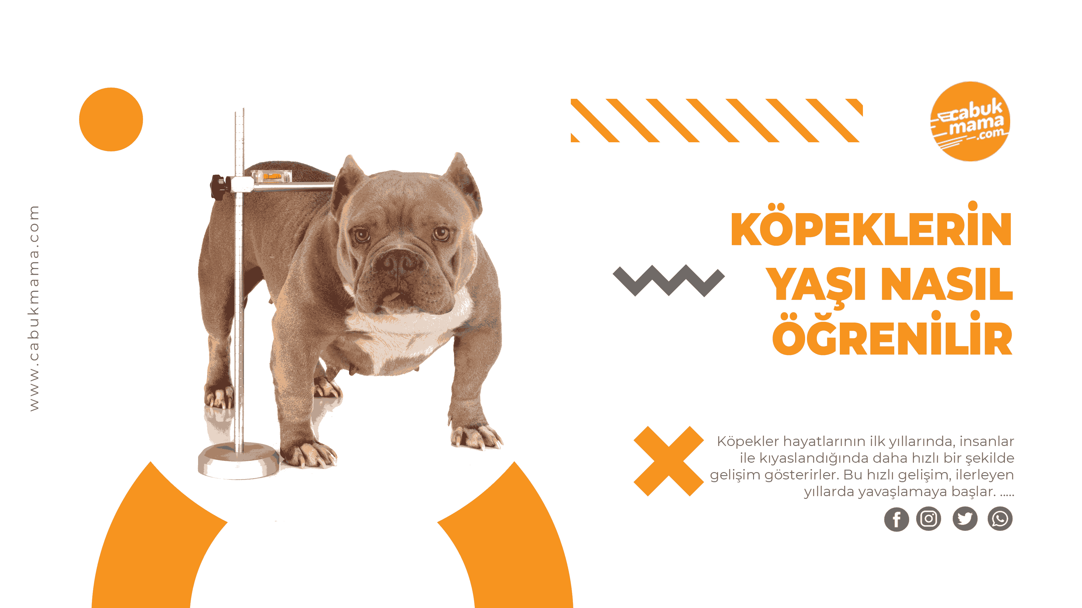 Köpeğim Kaç Yaşında? Köpeğin Yaşı Nasıl Öğrenilir?