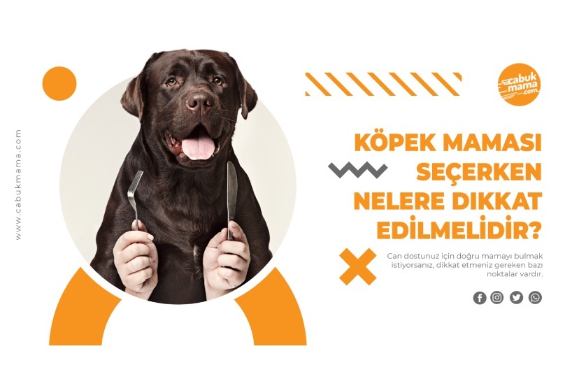 Köpek Maması Seçerken Nelere Dikkat Edilmelidir?