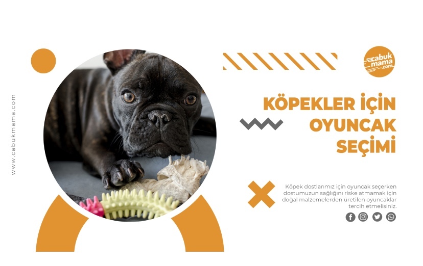 Köpekler için Oyuncak Seçimi Nasıl Yapılır Nelere Dikkat Edilmeli