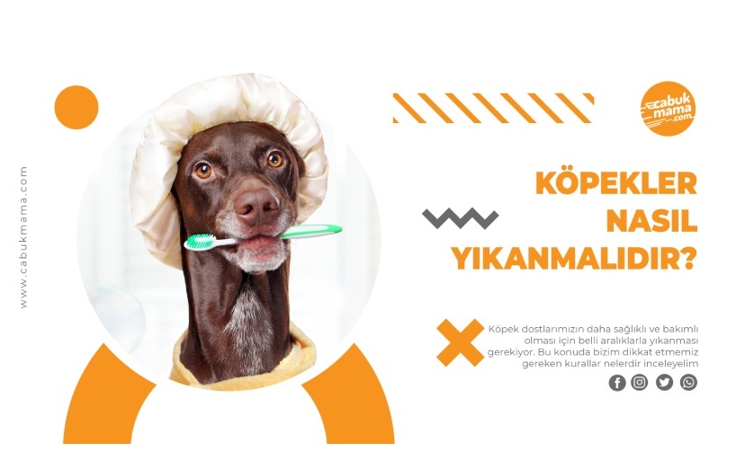 Köpekler Nasıl Yıkanır (Köpek Yıkama Rehberi)
