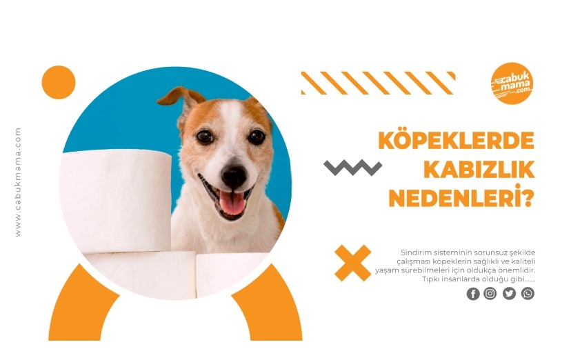 Köpeklerde Kabızlık Nedenleri ve Önlemi