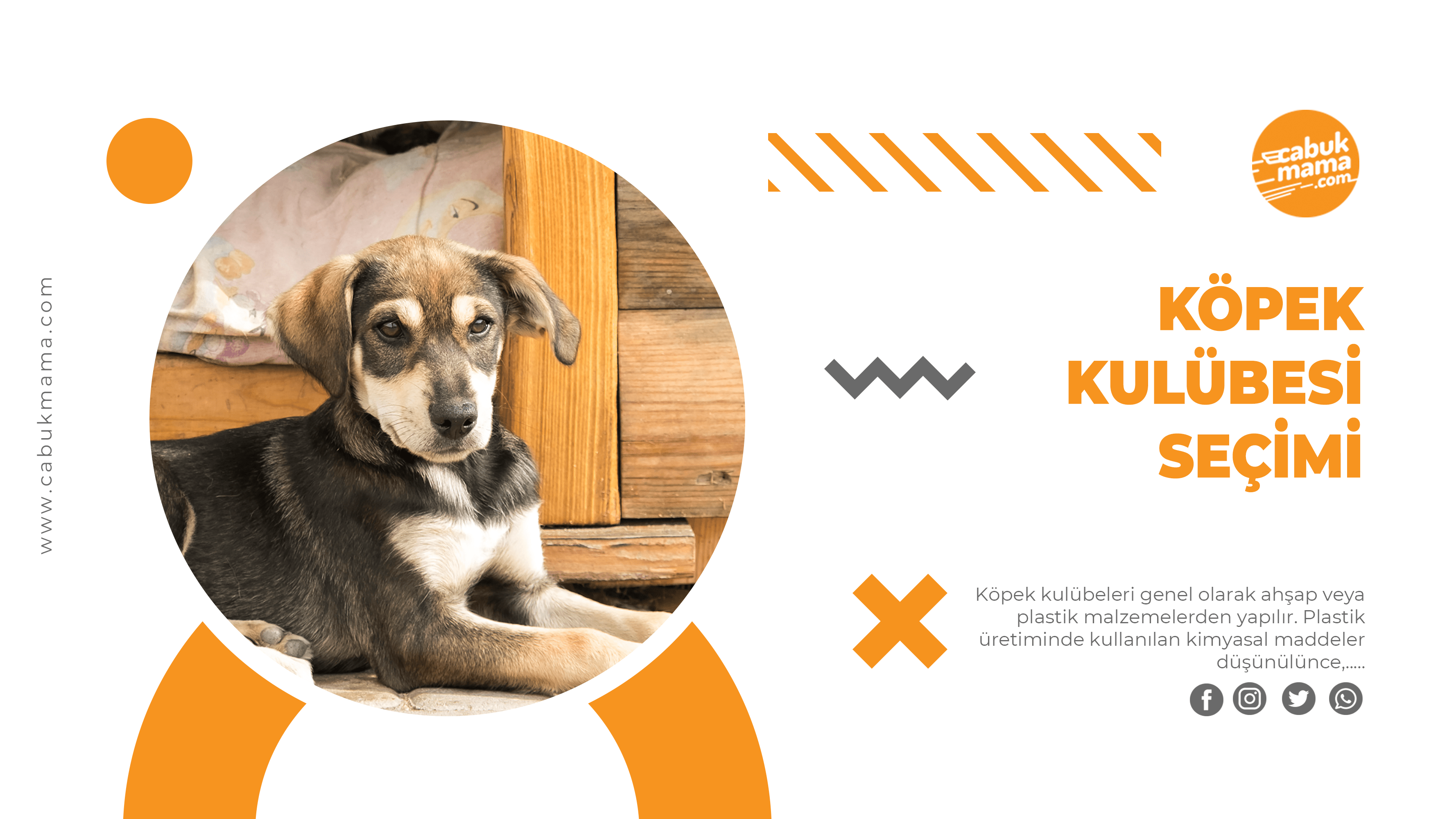 Köpeklerde Kış Hastalıkları