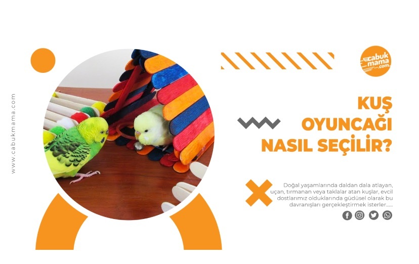 Kuş Oyuncağı Nasıl Seçilir?
