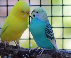 Muhabbet Kuşu Kaç Yıl Yaşar?