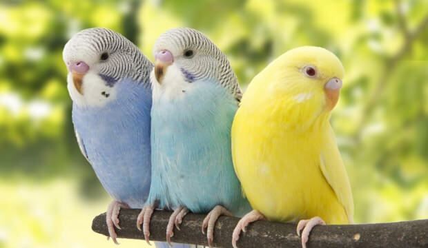 Muhabbet Kuşu Tüy Dökme Sorunu