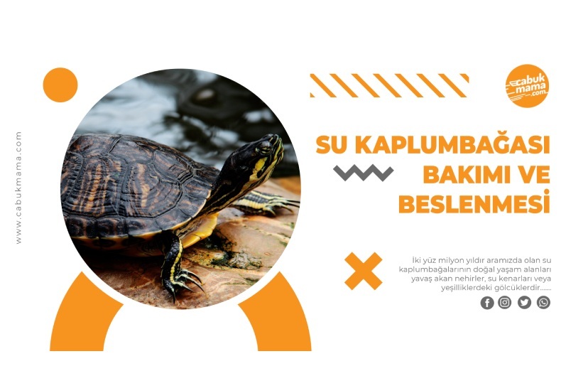 Su Kaplumbağası Bakımı ve Beslenmesi