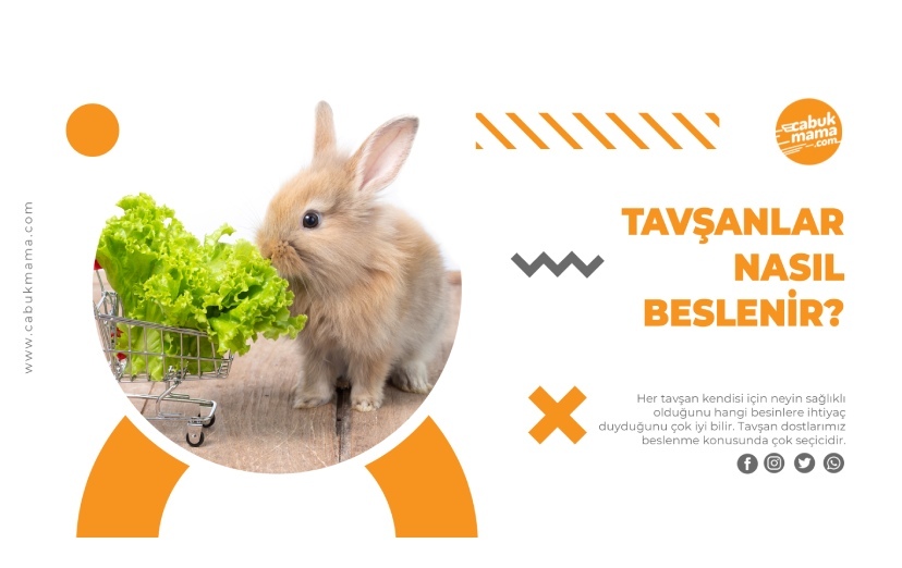 Tavşan Ne Yer? Nasıl Beslenir?