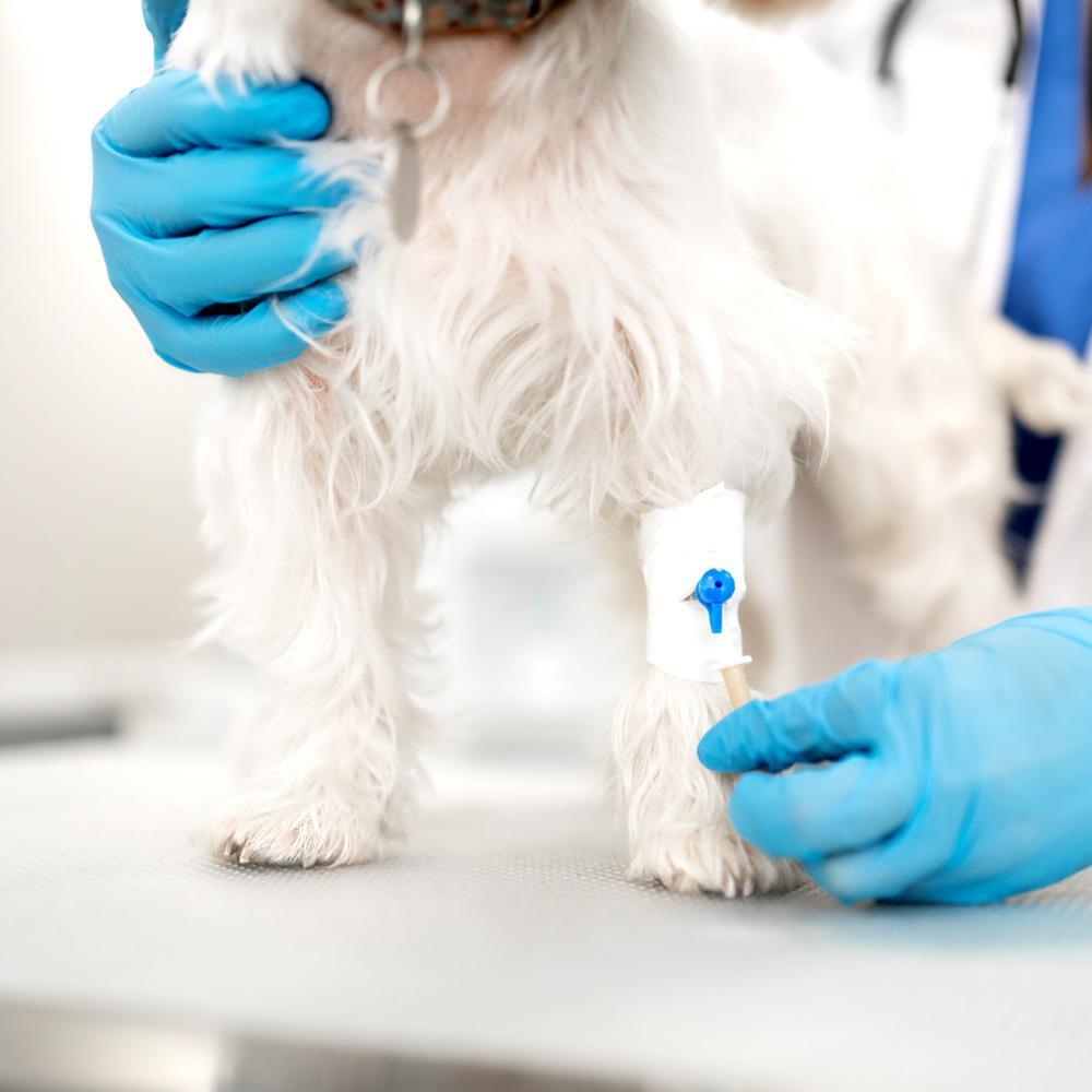 Yavru Köpeklerde İshal ; Nedenler , Bakım Ve Tedavi